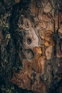 Umjetnička fotografija Pine wood, Javier Pardina, (26.7 x 40 cm)