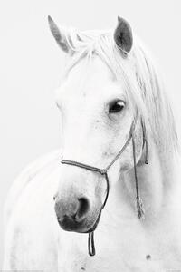 Poster Bijeli konj