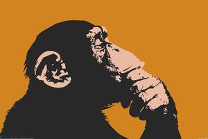 Poster Majmun, (91.5 x 61 cm)