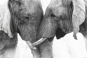 Poster Elephant - Touch, (91.5 x 61 cm)
