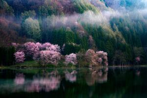 Fotografija In The Morning Mist, Takeshi Mitamura
