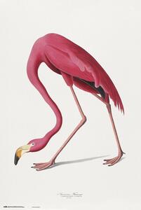 Poster American Flamingo, (61 x 91.5 cm)