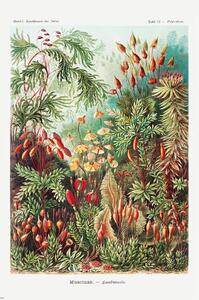 Poster Ernst Haeckel - Laubmoose, (61 x 91.5 cm)