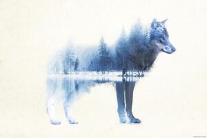 Poster Forest Wolf, (91.5 x 61 cm)