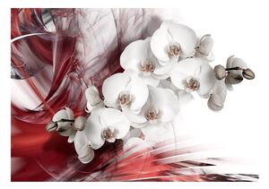 Foto tapeta - Orchid in red