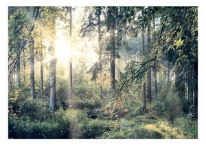 Samoljepljiva foto tapeta - Tales of a Forest