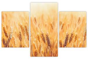 Slika - žito u polju (90x60cm) (V026073V90603PCS)
