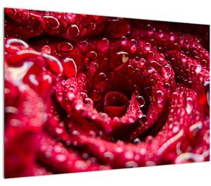 Slika cvijeta crvene ruže (90x60 cm)