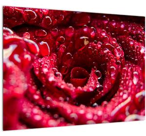 Slika cvijeta crvene ruže (70x50 cm)