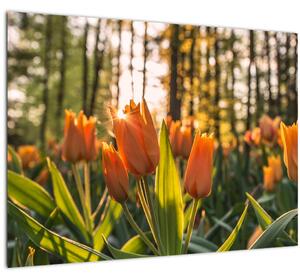 Slika - cvijeće tulipana (70x50 cm)