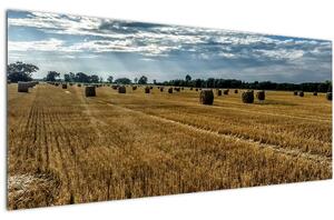 Slika ubranog polja žitarica (120x50 cm)