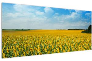 Slika - polje suncokreta (120x50 cm)