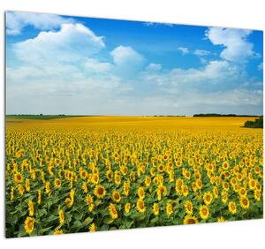 Slika - polje suncokreta (70x50 cm)