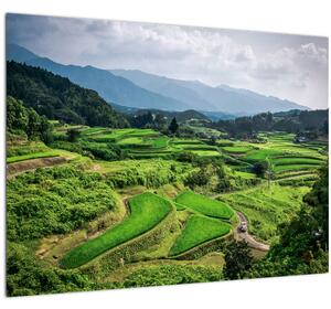 Slika rižinih polja (70x50 cm)