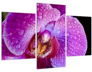 Detajlna slika cvijeta orhideje (90x60 cm)