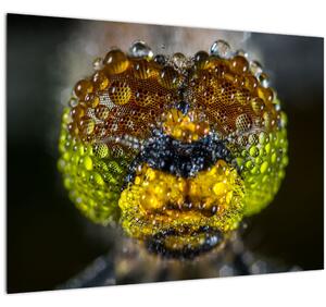 Detaljna slika očiju kukca (70x50 cm)