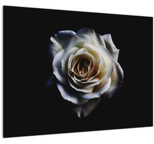 Slika bijele ruže (70x50 cm)