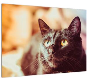 Slika crne mačke (70x50 cm)
