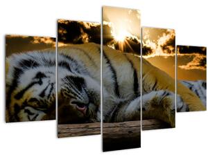 Slika usnulog tigra (150x105 cm)