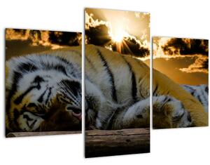 Slika usnulog tigra (90x60 cm)