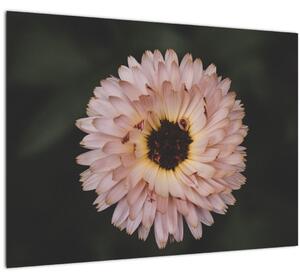 Slika narančastog cvijeta (70x50 cm)