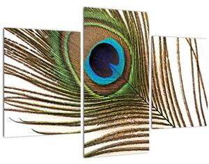 Slika paunovog perja (90x60 cm)