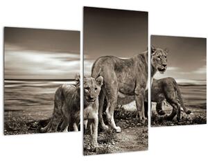 Slika crno-bijelih lavova (90x60 cm)