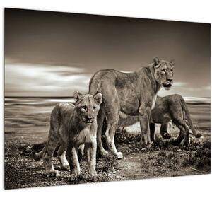 Slika crno-bijelih lavova (70x50 cm)
