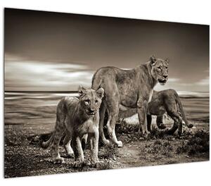 Slika crno-bijelih lavova (90x60 cm)