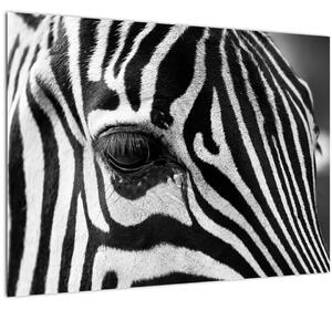 Staklena slika zebre (70x50 cm)