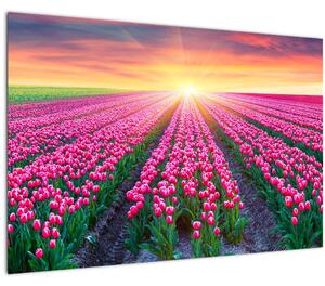 Slika polja tulipana sa suncem (90x60 cm)