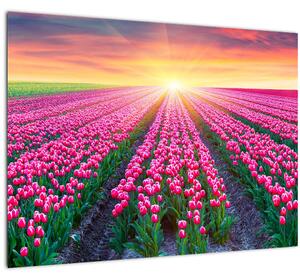 Slika polja tulipana sa suncem (70x50 cm)