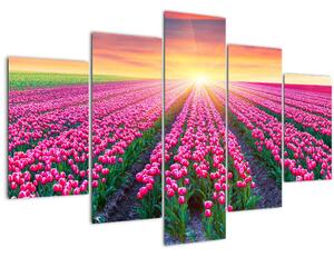 Slika polja tulipana sa suncem (150x105 cm)