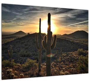 Slika - kaktusi na suncu (70x50 cm)