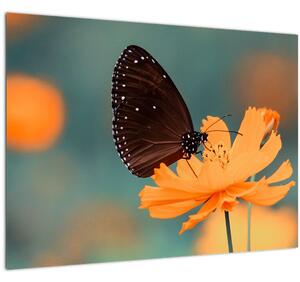 Slika - leptir na narančastom cvijetu (70x50 cm)