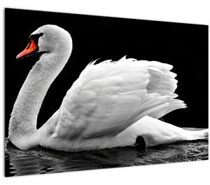 Slika crno-bijelog labuda (90x60 cm)