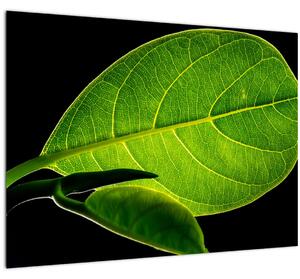 Slika - zeleni list (70x50 cm)