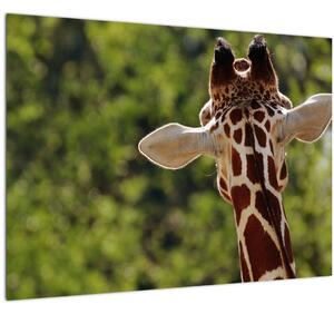 Slika žirafe s leđa (70x50 cm)