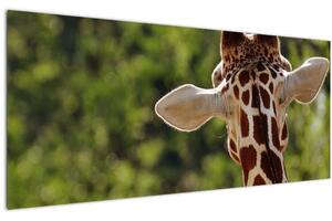 Slika žirafe s leđa (120x50 cm)