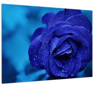 Slika plave ruže (70x50 cm)