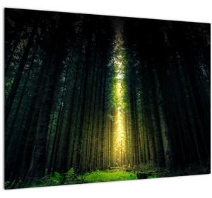 Slika mračne šume (70x50 cm)