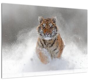 Slika tigra koji trči u snijegu (70x50 cm)