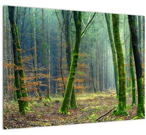 Slika šume (70x50 cm)