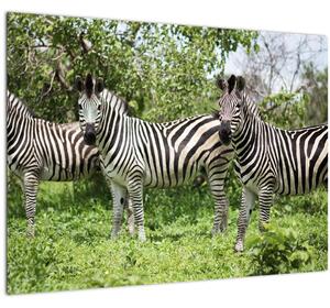 Slika sa zebrama (70x50 cm)