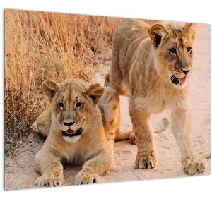 Slika mladunaca lavova (70x50 cm)