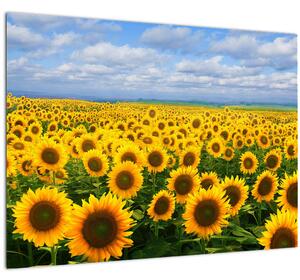 Slika polja suncokreta (70x50 cm)