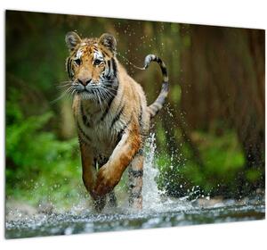 Slika tigra koji trči (70x50 cm)