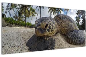 Slika kornjače (120x50 cm)