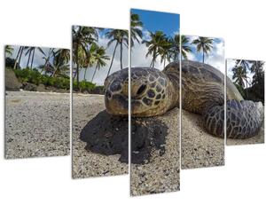 Slika kornjače (150x105 cm)