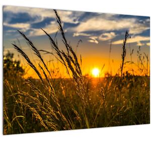 Slika polja pri zalasku sunca (70x50 cm)